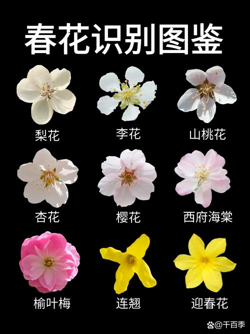樱花的特点是什么:从形态到养护,一篇文章带你全面了解樱花树 樱花的特点是什么:从形态到养护,一篇文章带你全面了解樱花树
