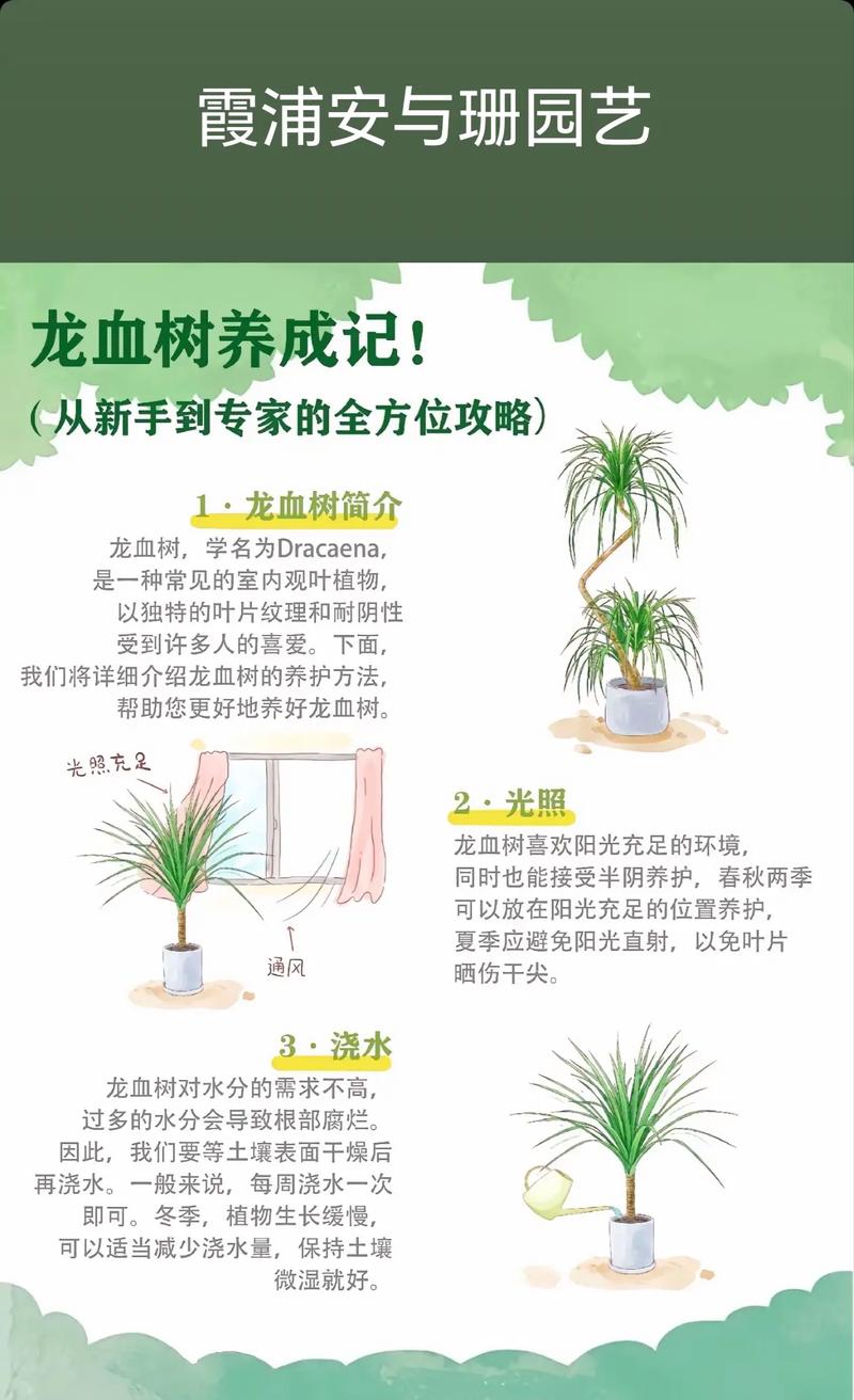 龙血树每次浇多少水?掌握正确浇水方法,让龙血树茁壮成长 三、浇水过量的危害与补救方法
