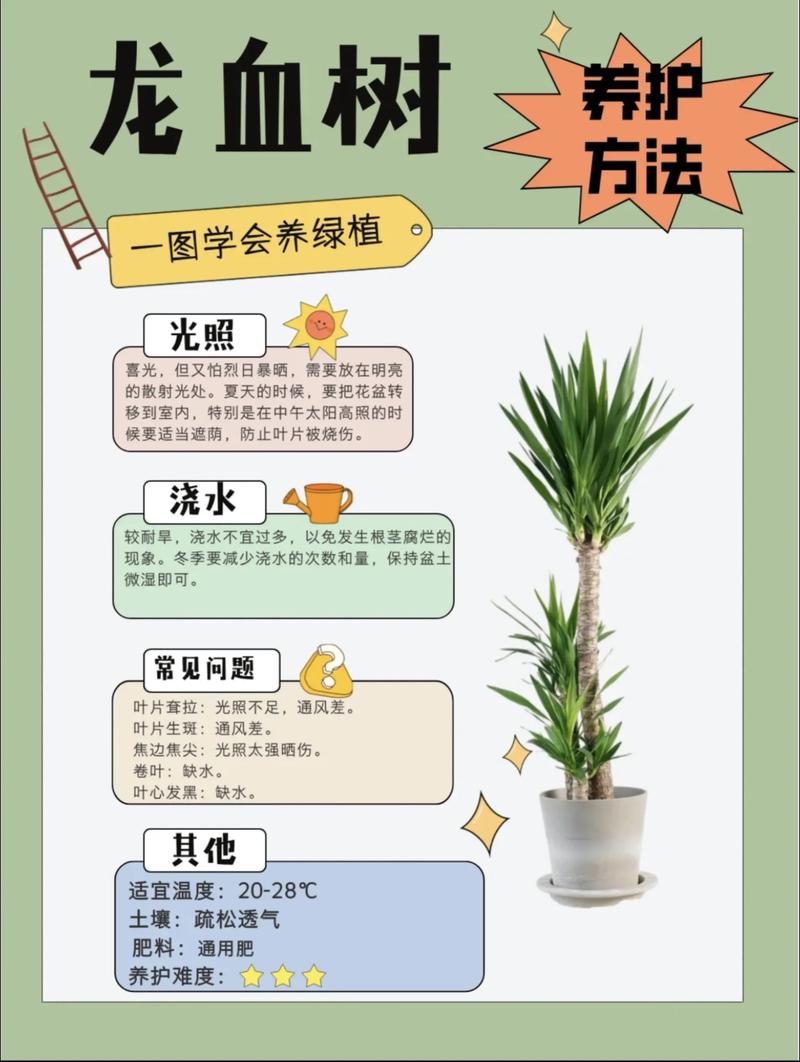 龙血树每次浇多少水?掌握正确浇水方法,让龙血树茁壮成长 四、浇水注意事项