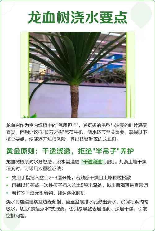 龙血树每次浇多少水?掌握正确浇水方法,让龙血树茁壮成长 五、总结