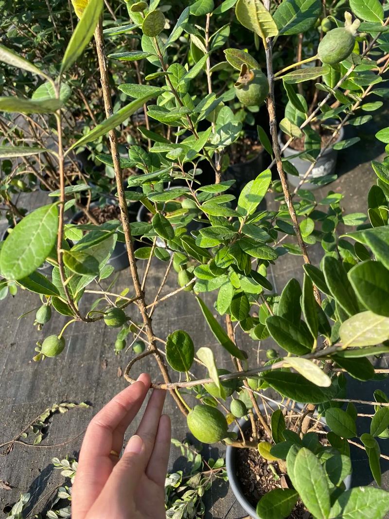 菲油果品种大比拼:“阿波罗”、“熊宝宝”与“瓦利”,哪个最好吃? 场景化选择建议