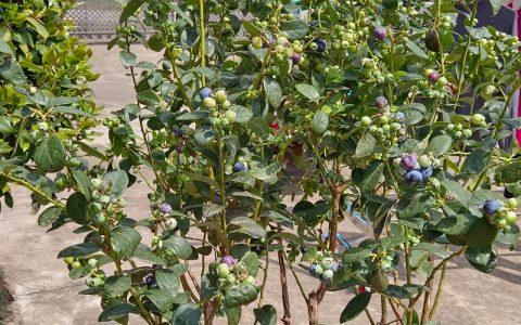 蓝莓果苗选购与种植全攻略——从品种选择到高产管理的权威指南