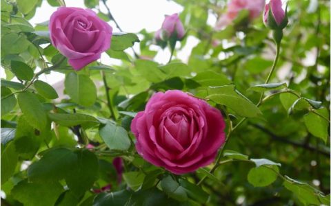月季花的功效、食用与安全指南