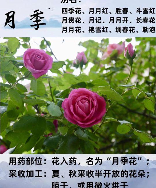 月季花的功效、食用与安全指南