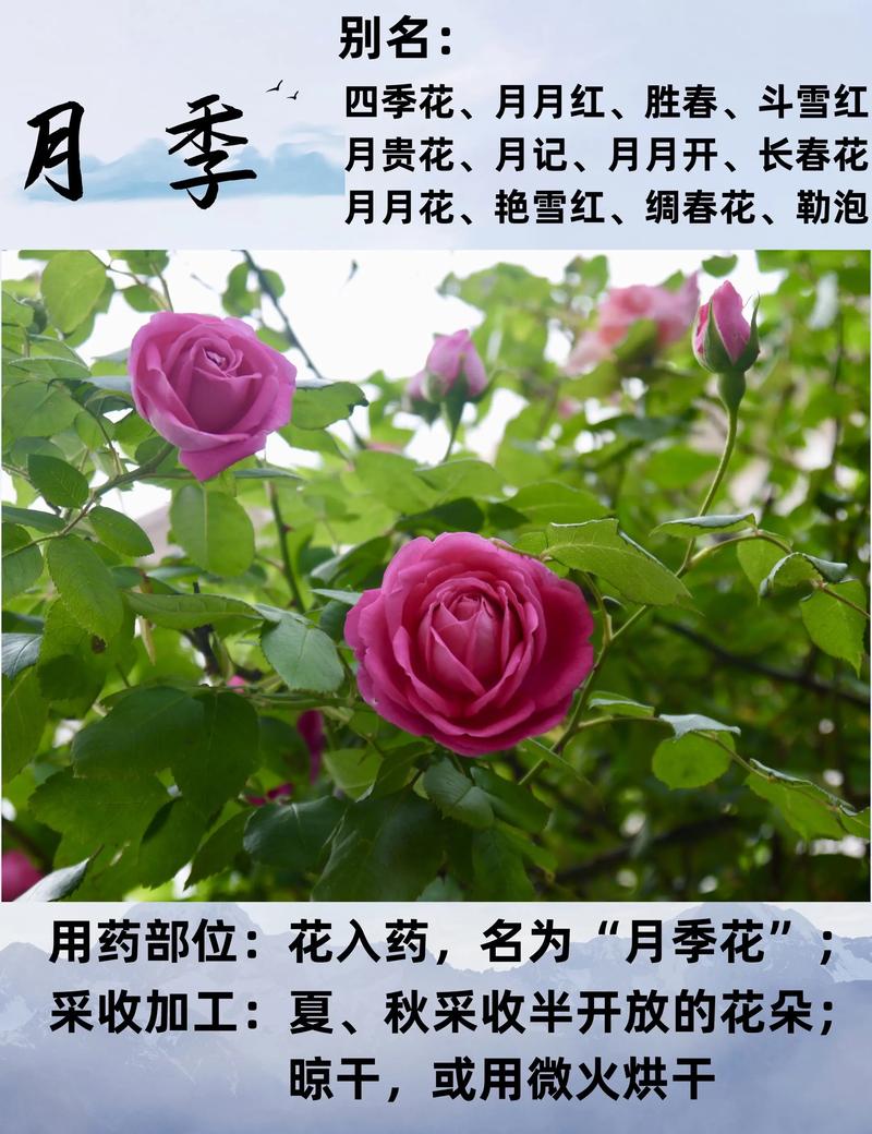 月季花的功效、食用与安全指南 ⚠️ 安全性声明