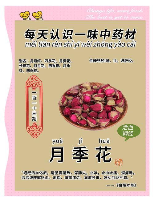 月季花的功效、食用与安全指南 注意事项与常见误区