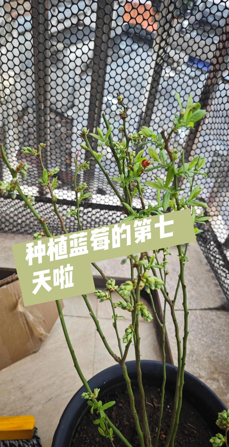 蓝莓的种植方法和技术:从选苗到结果的全流程指南 蓝莓的种植方法和技术:从选苗到结果的全流程指南