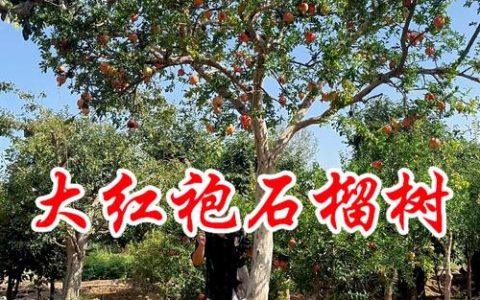 石榴树夏天移栽指南：记住这5步，成活率也能做到90%以上