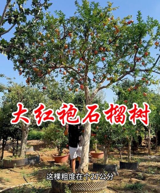 石榴树夏天移栽指南：记住这5步，成活率也能做到90%以上