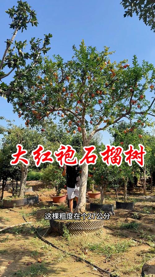 石榴树夏天移栽指南:记住这5步,成活率也能做到90%以上 石榴树夏天移栽指南:记住这5步,成活率也能做到90%以上