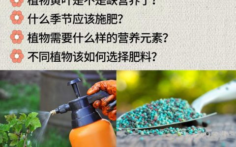 移栽辣椒用什么肥料好？老农教你三步选对基肥与提苗肥