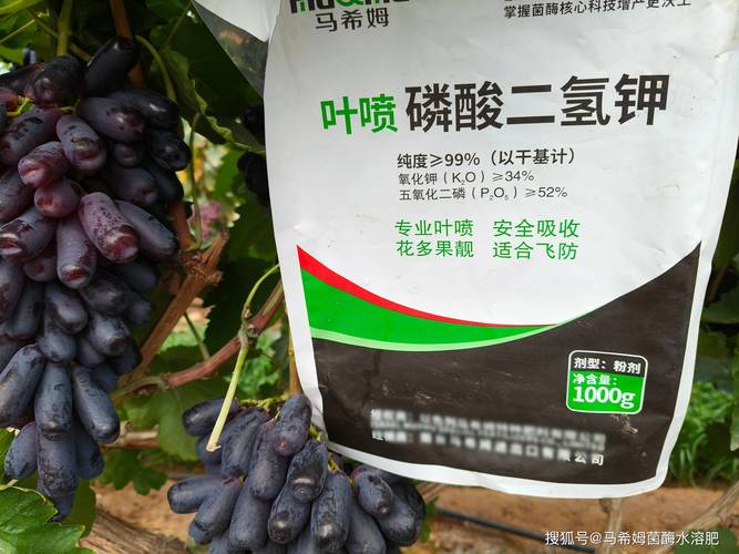 葡萄树磷酸二氢钾使用全攻略:精准配比与最佳施用时间 葡萄树磷酸二氢钾使用全攻略:精准配比与最佳施用时间