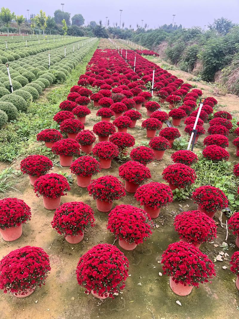 国庆节有什么花?这4种应景花卉让节日氛围更浓 3. 鸡冠花:花色持久,造型独特
