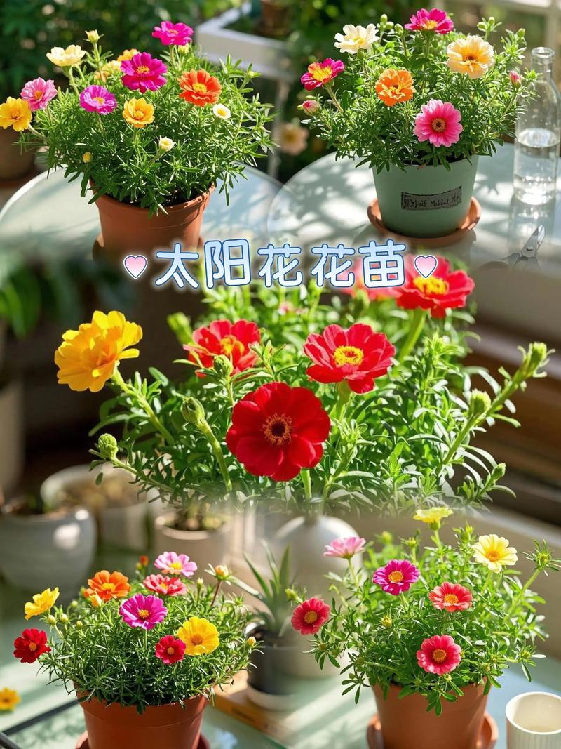 太阳花刚插能晒太阳吗?扦插后光照与缓苗全攻略 常见问题FAQ