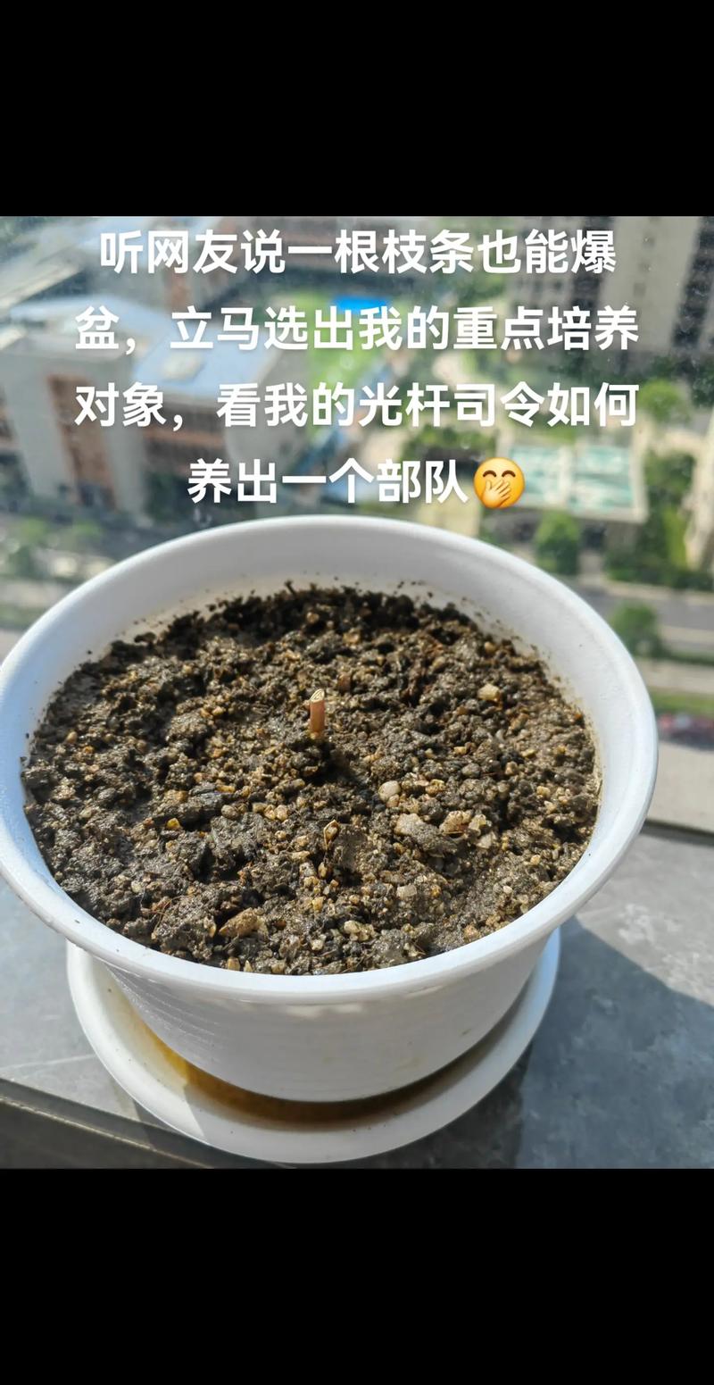 太阳花刚插能晒太阳吗?扦插后光照与缓苗全攻略 常见误区与纠正