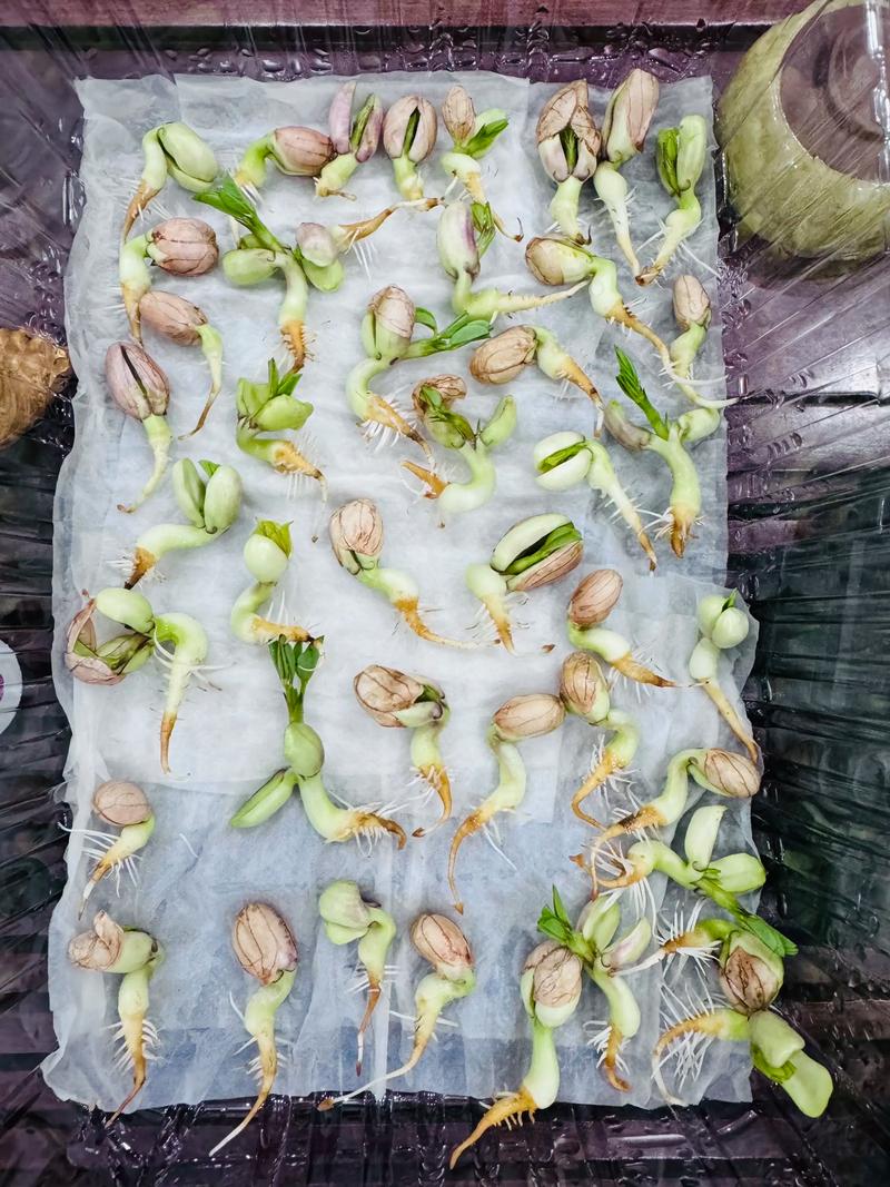 在家轻松发花生芽苗,详细步骤让你一次成功 步骤详解