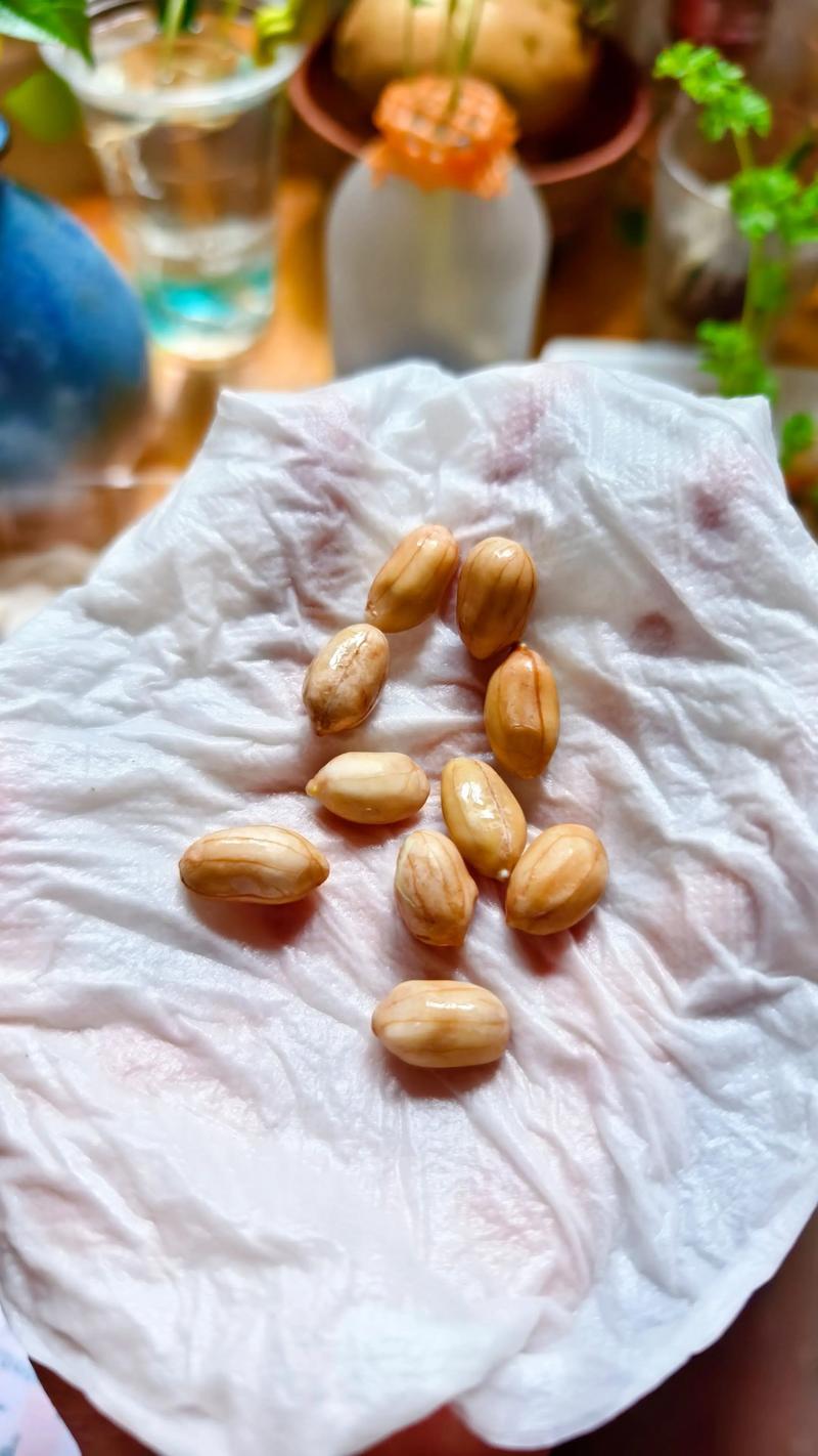 在家轻松发花生芽苗,详细步骤让你一次成功 为什么要自己发花生芽苗?