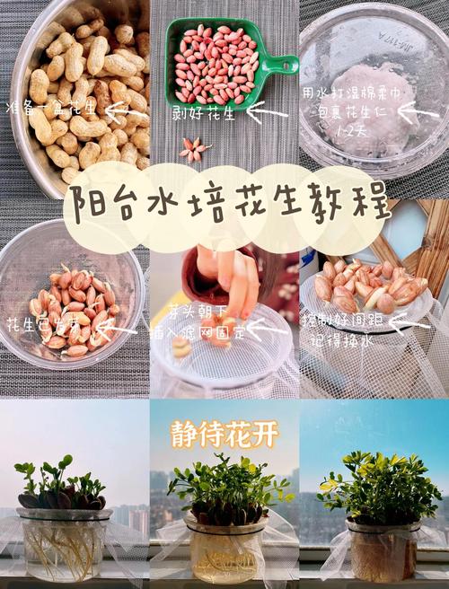 在家轻松发花生芽苗,详细步骤让你一次成功 总结