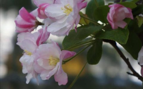 海棠几月开花？西府海棠与四季海棠花期及全周期养护指南