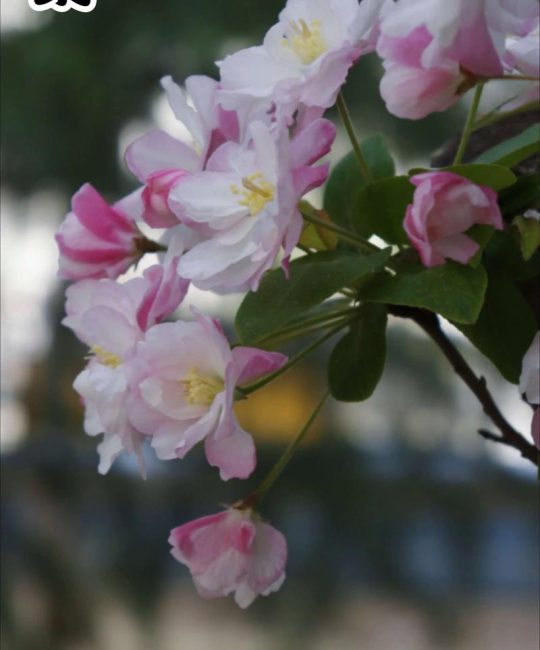 海棠几月开花？西府海棠与四季海棠花期及全周期养护指南