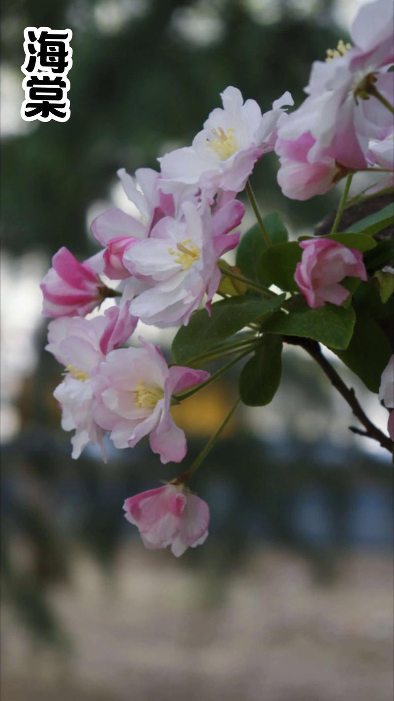海棠几月开花?西府海棠与四季海棠花期及全周期养护指南 海棠几月开花?西府海棠与四季海棠花期及全周期养护指南