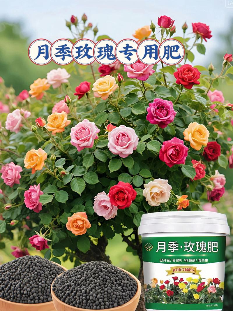 月季埋冬肥用什么肥料?家庭园艺高手推荐的3种肥料与全套操作指南 光照:埋冬肥期间,光照对月季有何影响?