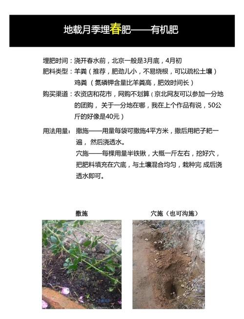 月季埋冬肥用什么肥料?家庭园艺高手推荐的3种肥料与全套操作指南 换盆或田间管理:埋冬肥时,如何判断是换盆还是直接埋肥?