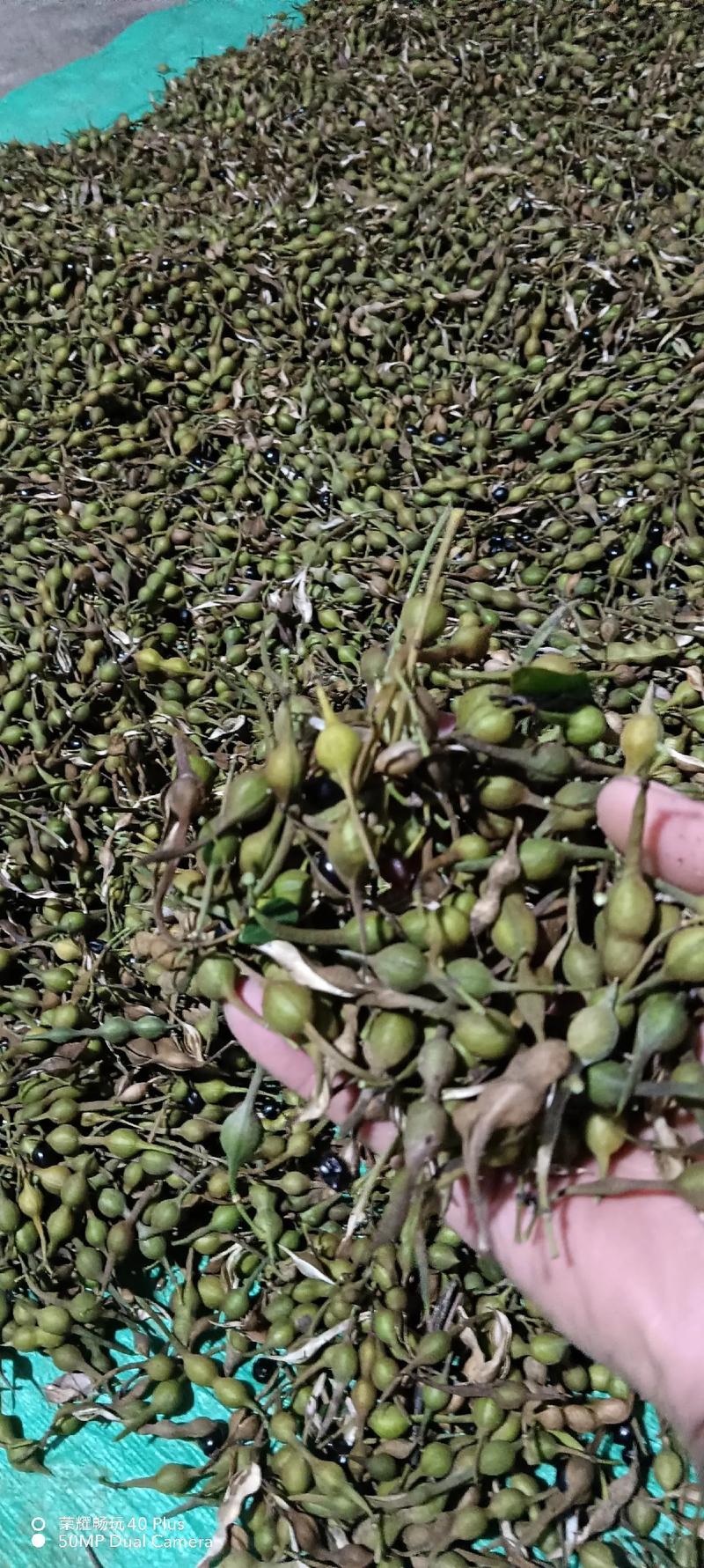 苦草有种子吗？沉水植物繁殖与池塘应用全解析