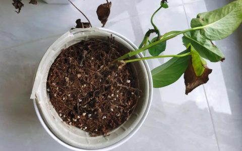 栀子花不开花的原因与系统化排查指南