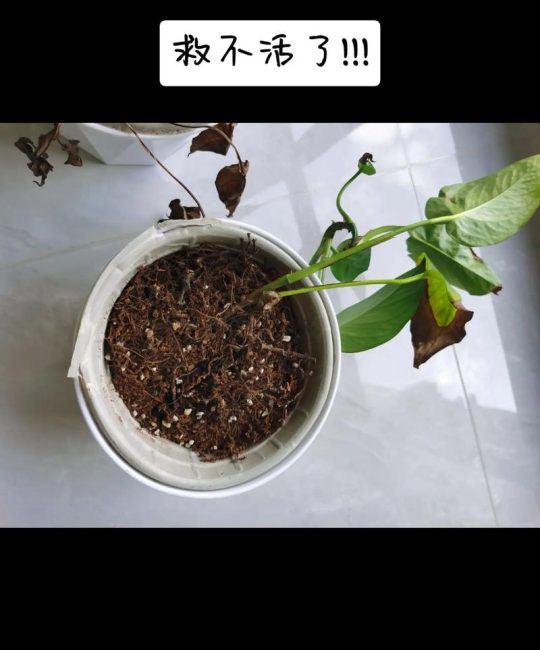 栀子花不开花的原因与系统化排查指南