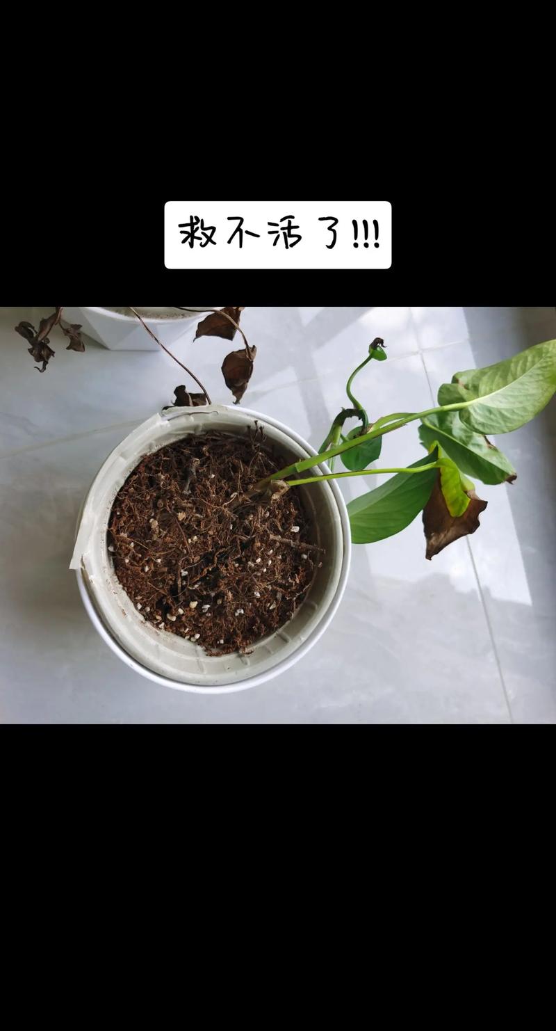 栀子花不开花的原因与系统化排查指南 栀子花不开花的原因与系统化排查指南