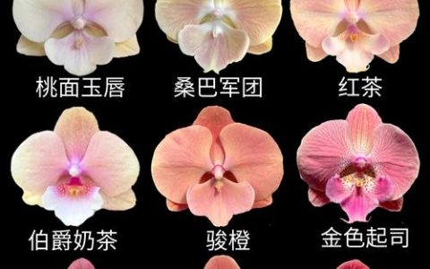蝴蝶兰“樱花大舌头”是中型花吗？品种特征与养护全解析