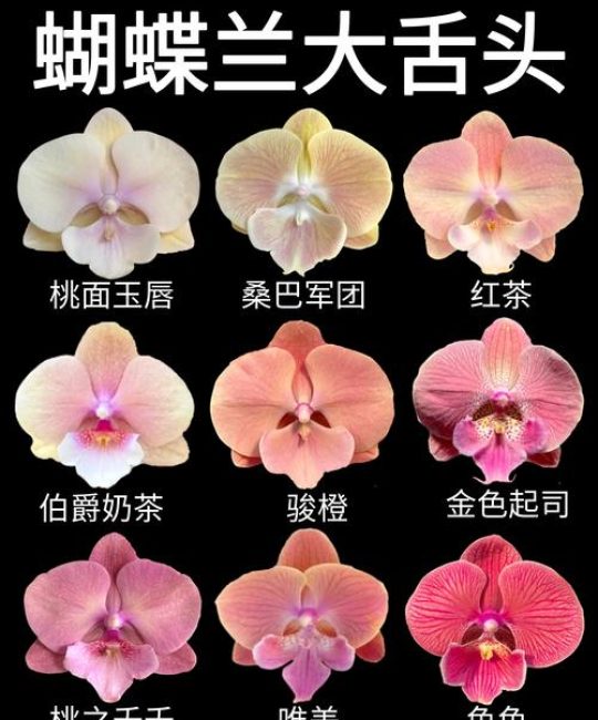蝴蝶兰“樱花大舌头”是中型花吗？品种特征与养护全解析