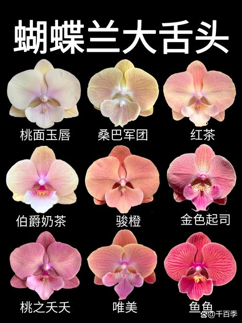 蝴蝶兰“樱花大舌头”是中型花吗?品种特征与养护全解析 一、什么是“中花”蝴蝶兰?