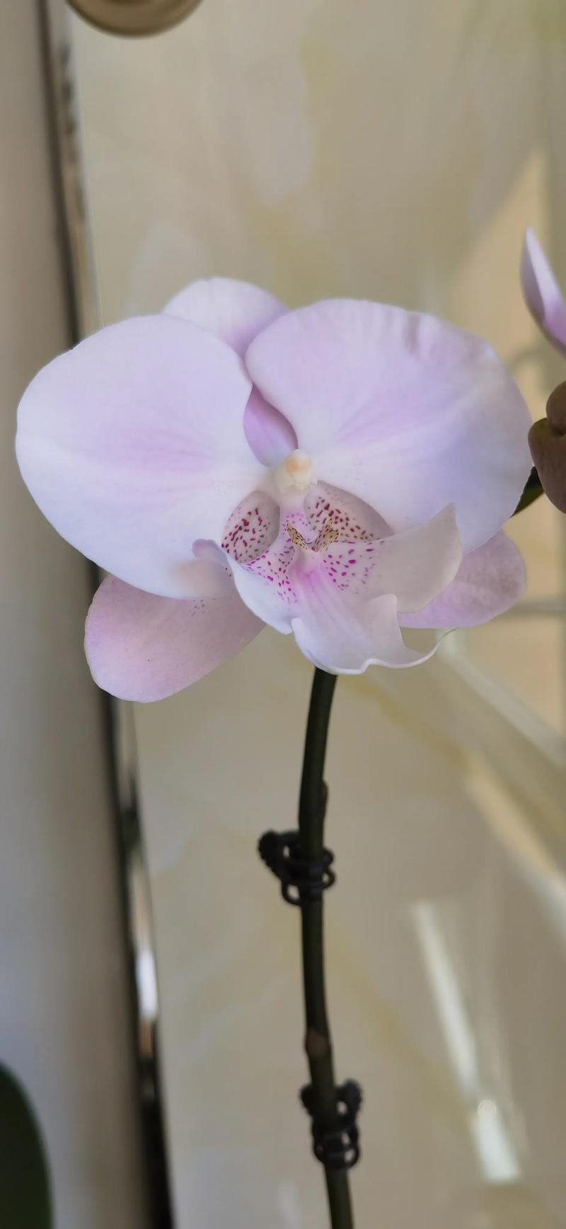 蝴蝶兰“樱花大舌头”是中型花吗?品种特征与养护全解析 二、“樱花大舌头”的具体花径表现