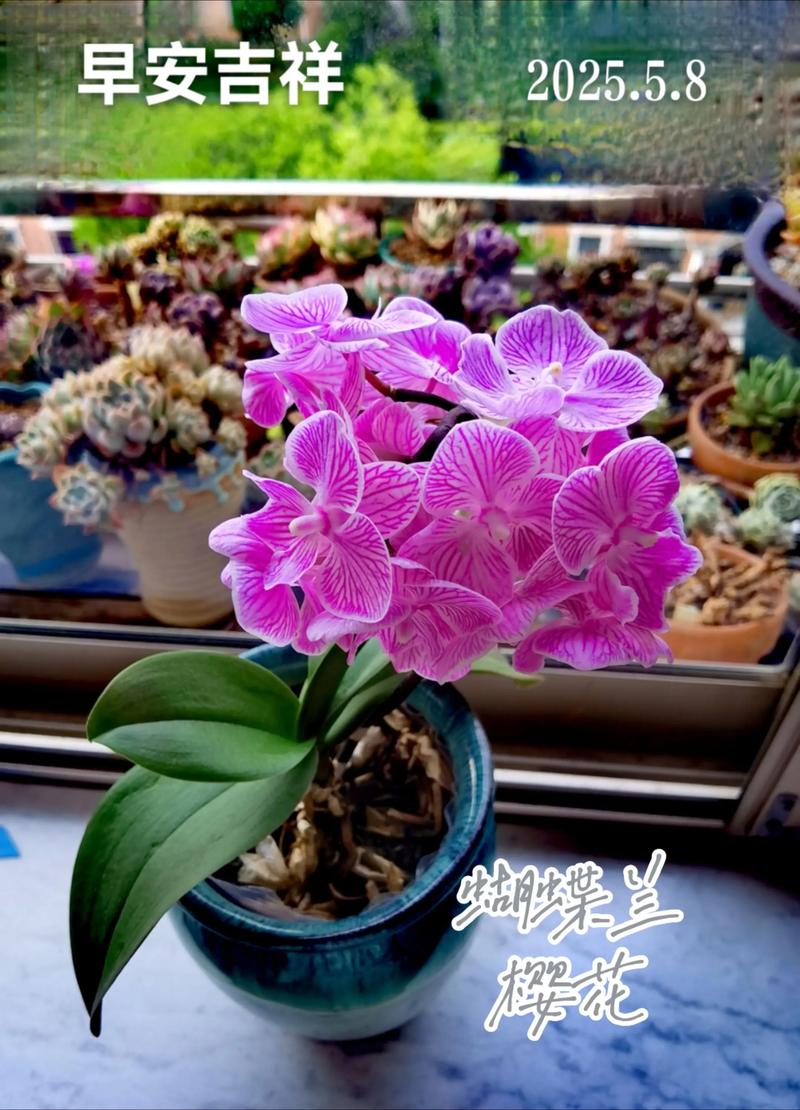 蝴蝶兰“樱花大舌头”是中型花吗?品种特征与养护全解析 三、“樱花大舌头”的独特魅力
