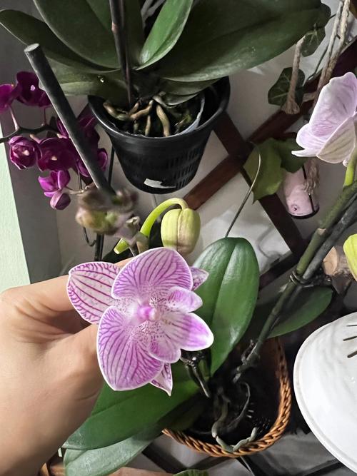 蝴蝶兰“樱花大舌头”是中型花吗?品种特征与养护全解析 五、常见疑问解答