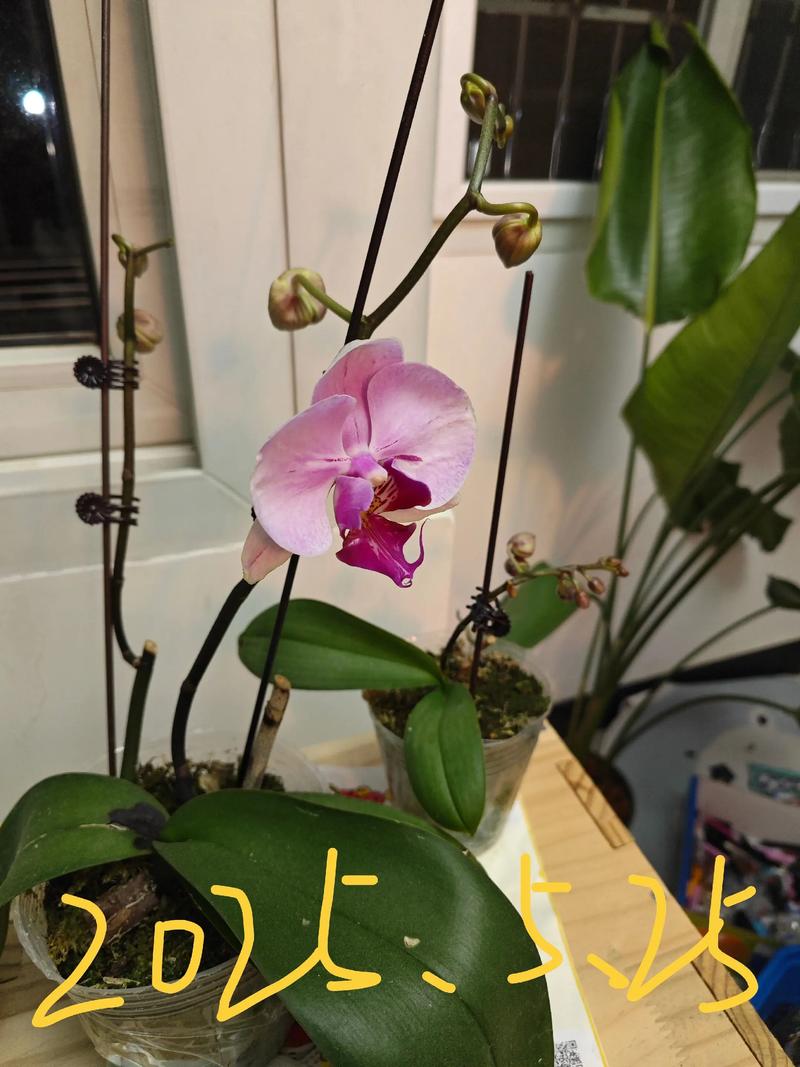 蝴蝶兰“樱花大舌头”是中型花吗?品种特征与养护全解析 四、养护要点助你开出标准中花