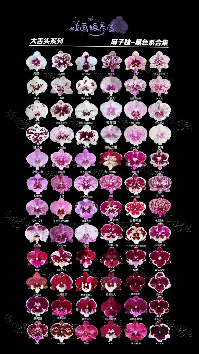 蝴蝶兰“樱花大舌头”是中型花吗?品种特征与养护全解析 结语