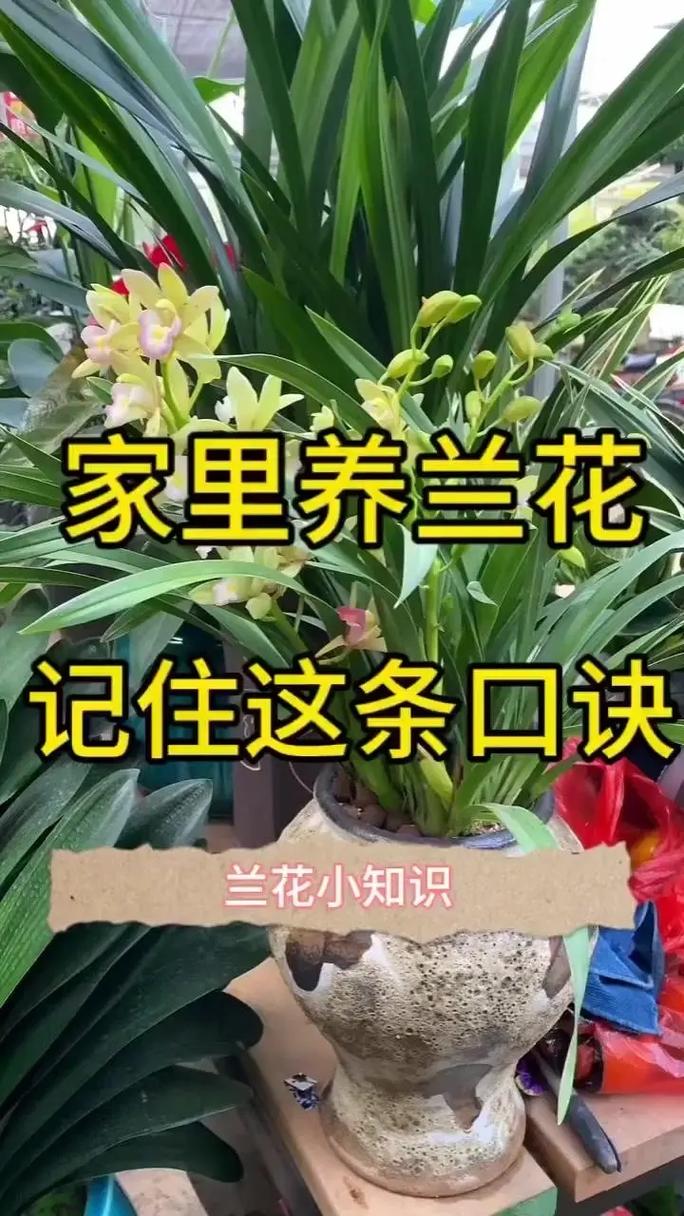 解构兰花采购渠道:如何甄别优质苗圃与规避虚假供应商 第二步:品种真实性核查——用叶片与花器说话