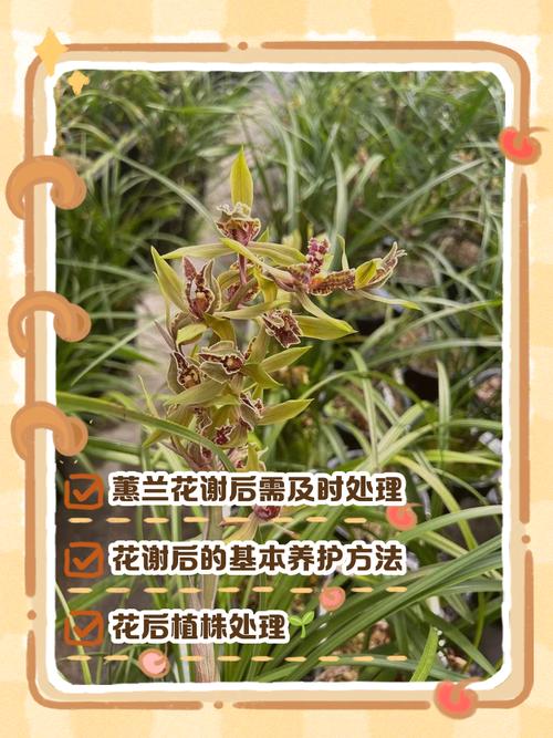 解构兰花采购渠道:如何甄别优质苗圃与规避虚假供应商 第三步:根系状态评估与运输风险排查