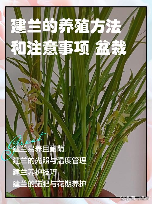 解构兰花采购渠道:如何甄别优质苗圃与规避虚假供应商 第四步:售后政策审核——规避隐形免责条款