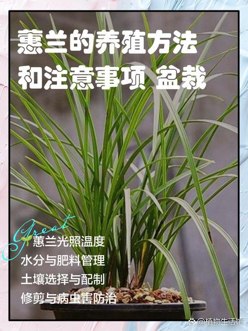 解构兰花采购渠道:如何甄别优质苗圃与规避虚假供应商 结论:综合评估决定是否采购