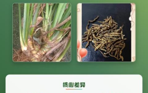 九节菖蒲和石菖蒲的区别与功效对比