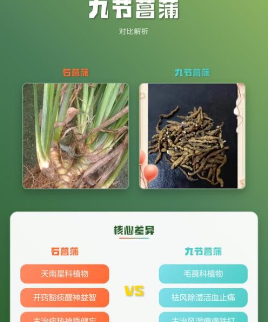 九节菖蒲和石菖蒲的区别与功效对比