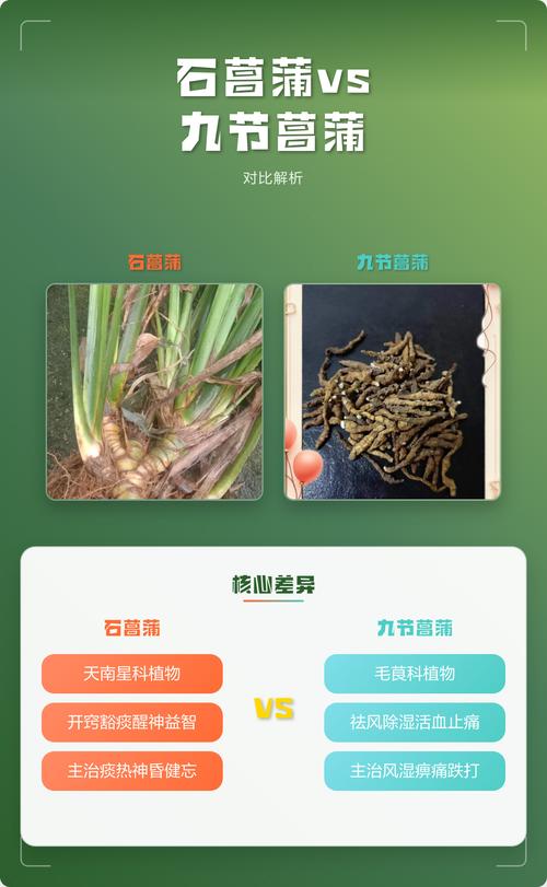 九节菖蒲和石菖蒲的区别与功效对比 九节菖蒲和石菖蒲的区别与功效对比