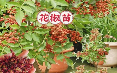 花椒树在广东能种活吗？气候挑战与引种实操指南