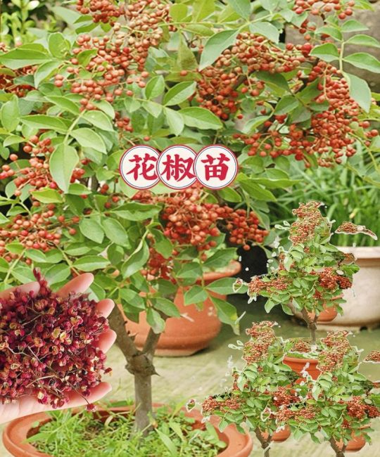 花椒树在广东能种活吗？气候挑战与引种实操指南