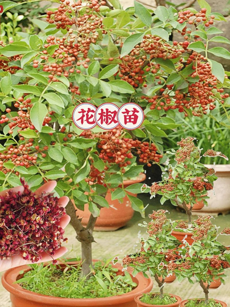 花椒树在广东能种活吗?气候挑战与引种实操指南 花椒树在广东能种活吗?气候挑战与引种实操指南