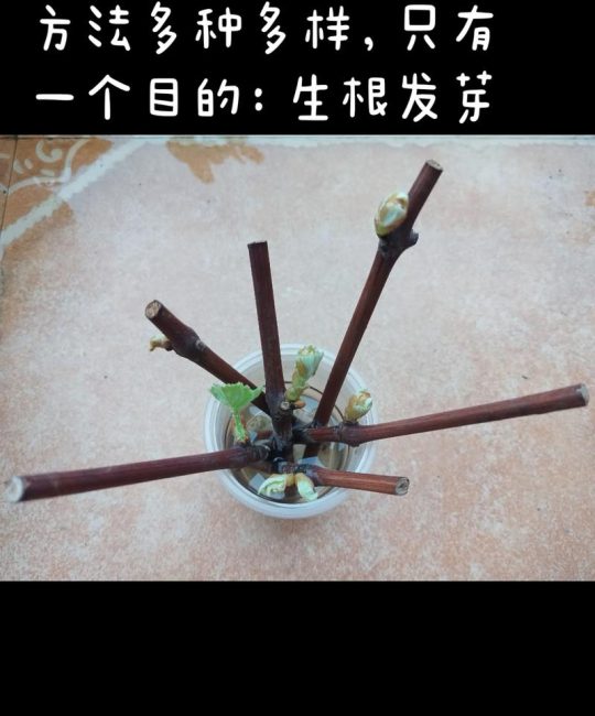 刚买回来的葡萄树苗怎么处理？栽前4步做对，成活率超95%